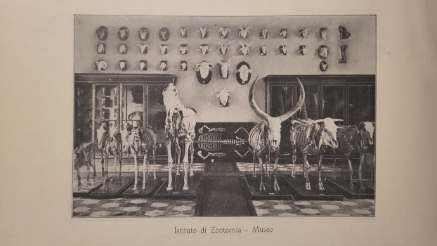 Museo di Zootecnia Museo di Zootecnia